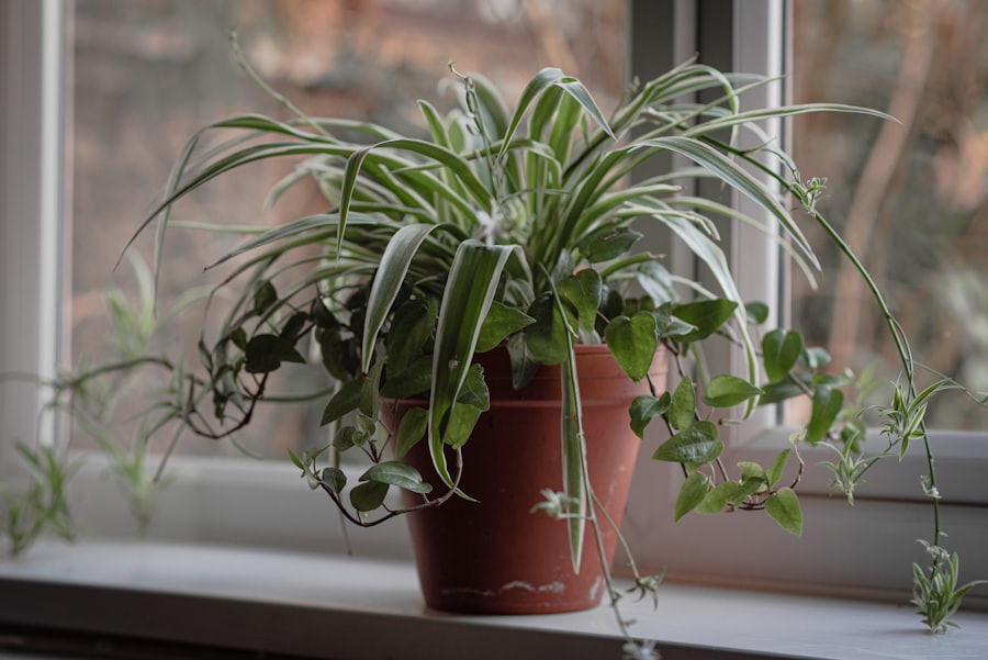 A healthy spider plant on a windowsill