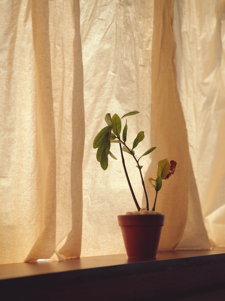 A potted plant catching warm window light
